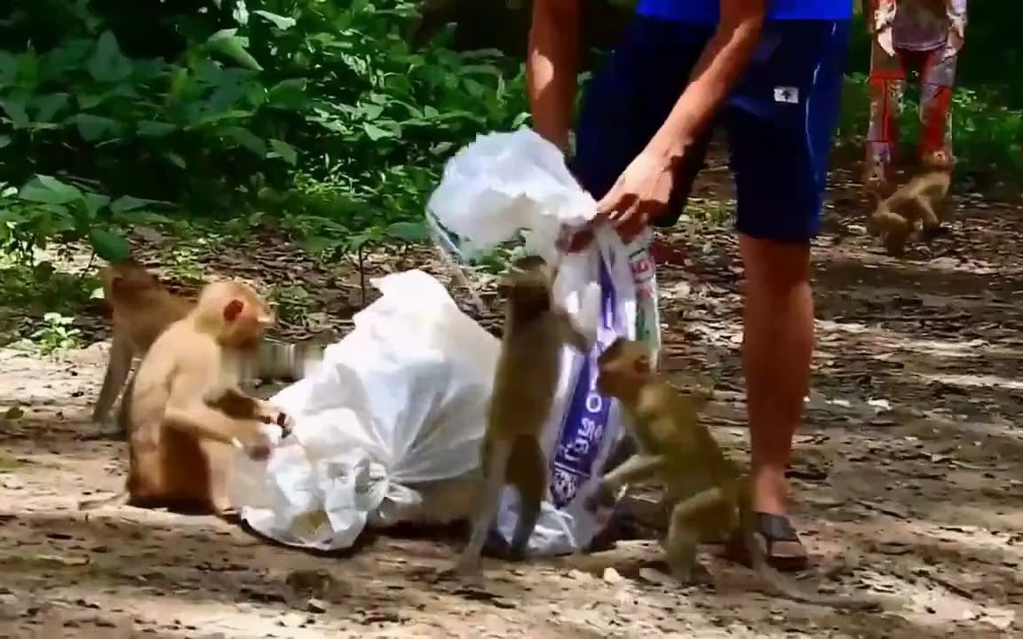 [图]父女主人把两只宠物猴放生到索瓦纳，被守候在此的坏猴子罗丝攻击