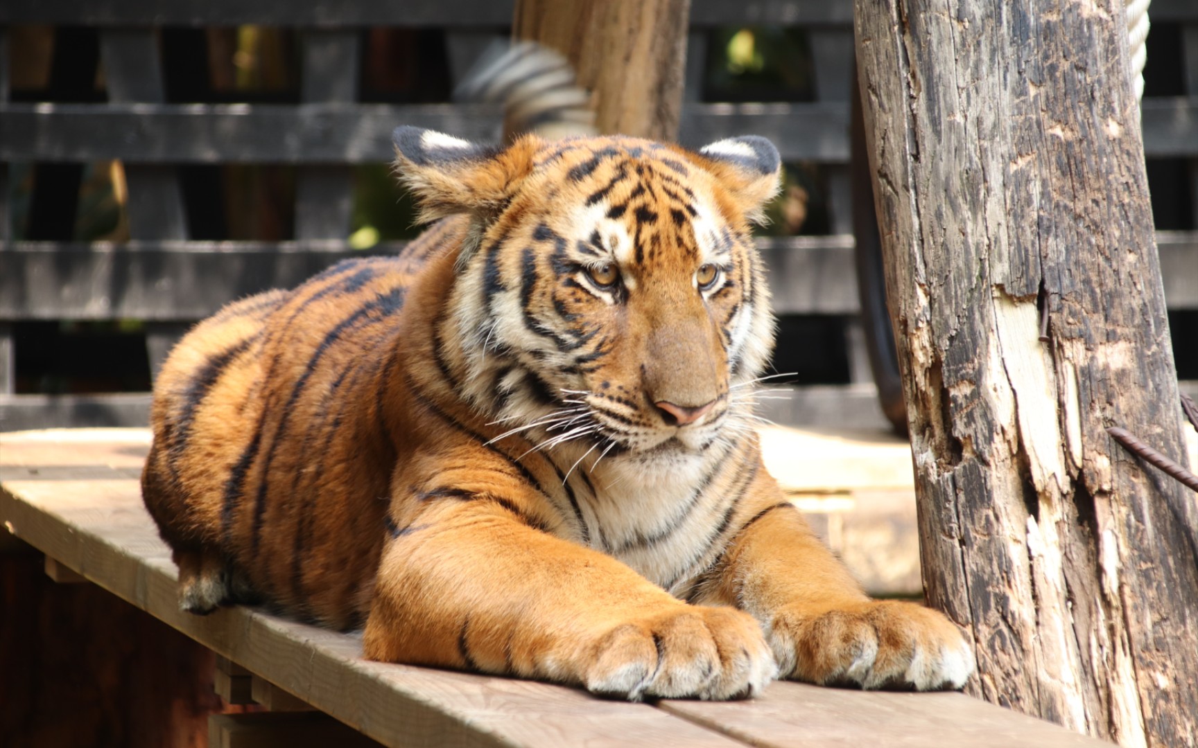 【华南虎康康】飞机耳的大猫猫!真可爱!_哔哩哔哩_bilibili