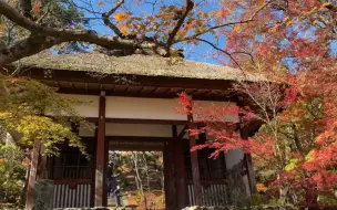 放松一刻 京都 岚山嵯峨野醉人美景 哔哩哔哩 つロ干杯 Bilibili