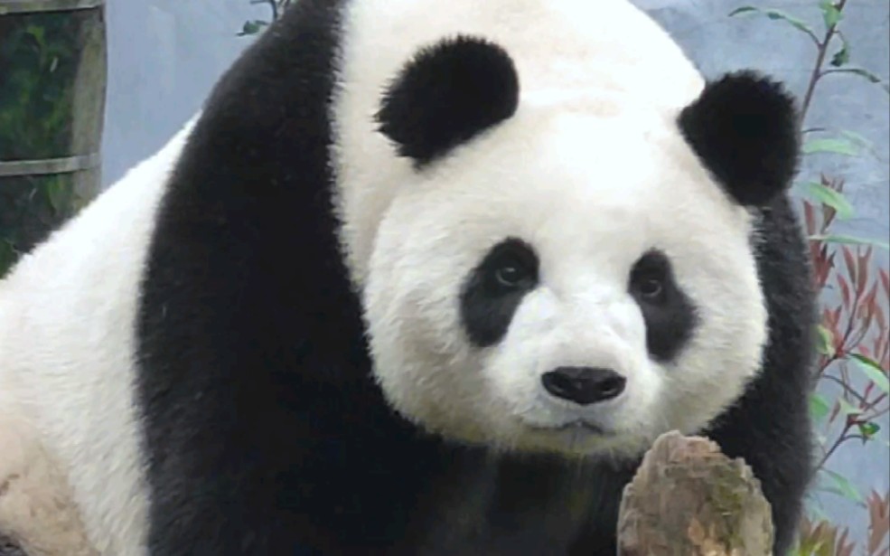 【大熊猫九九】九公主想回家躲雨,被姐姐狗叫吼出来,灰溜溜的挂在木架