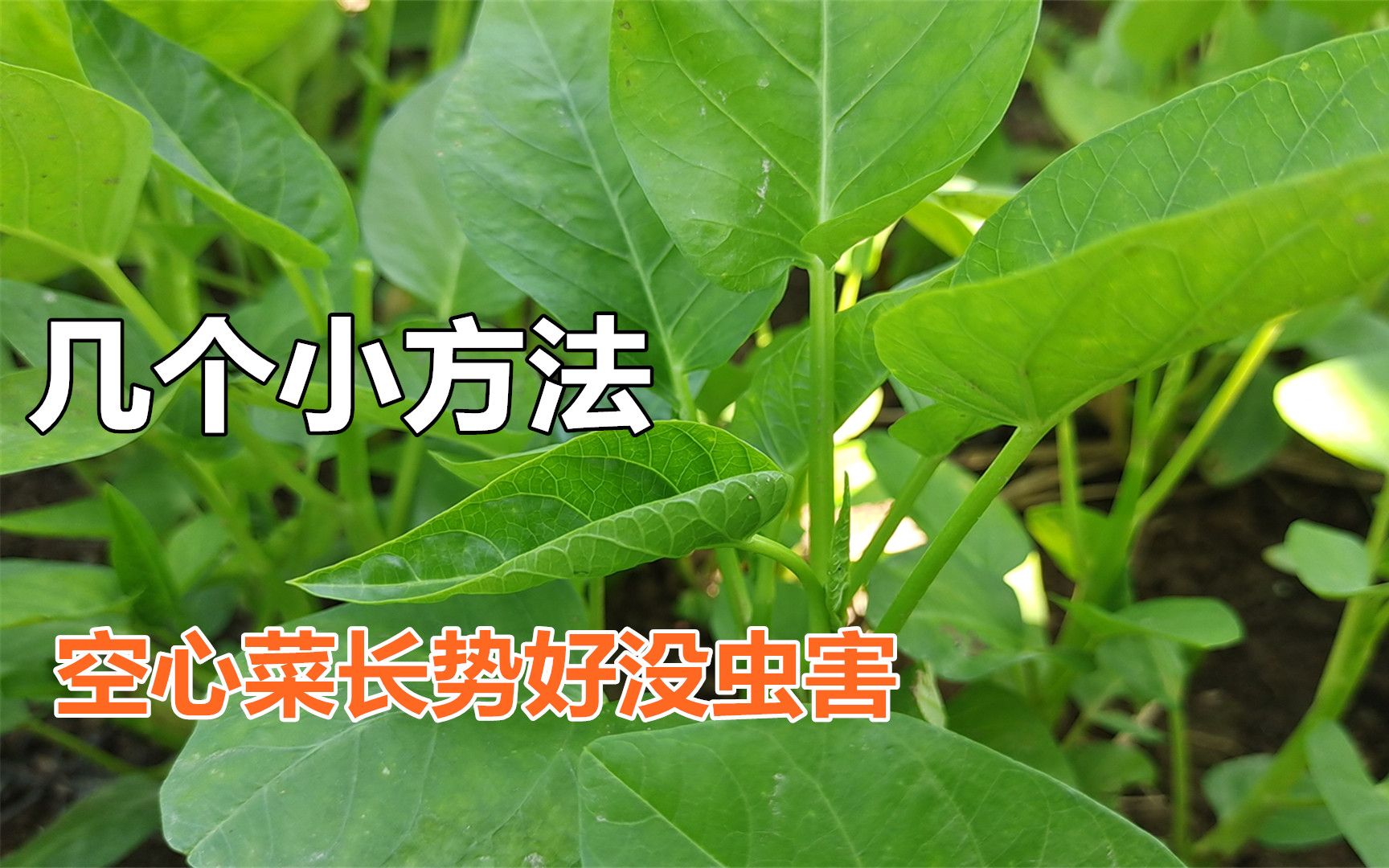 空心菜用了這幾個小妙招後,長勢好沒蟲害,安全健康口感好