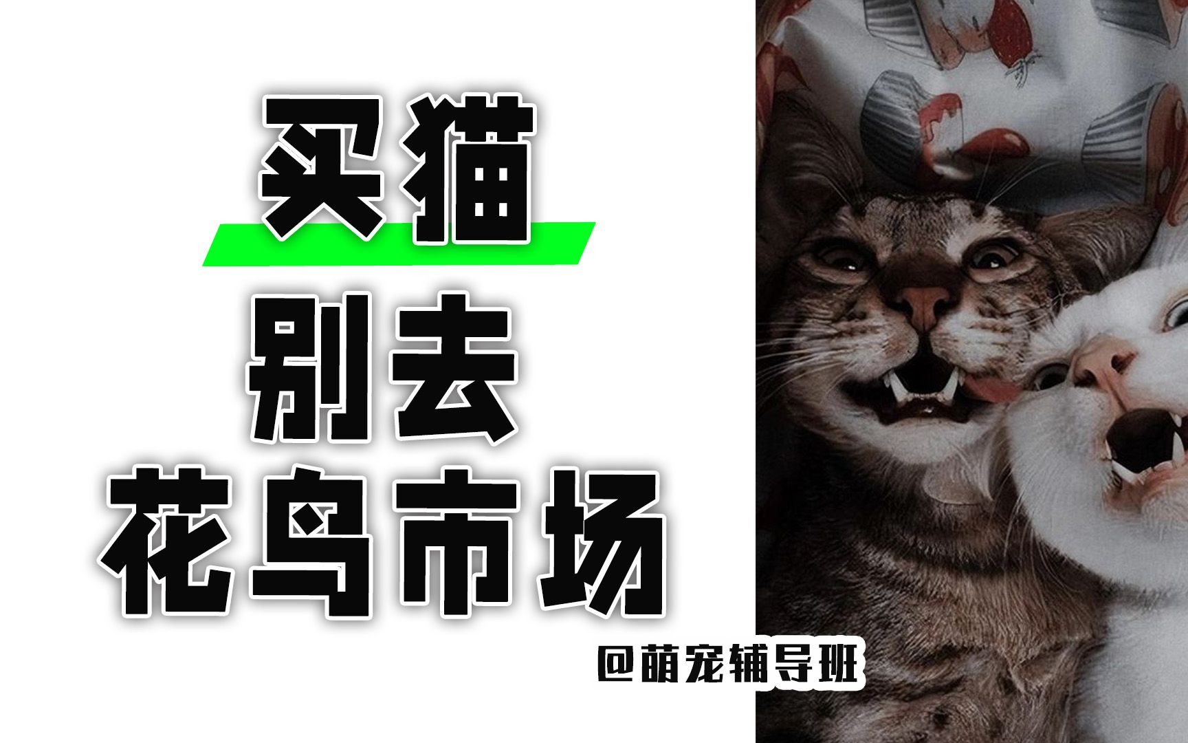 为什么买猫不能去花鸟市场买?在哪里买猫才会更有保障?哔哩哔哩bilibili