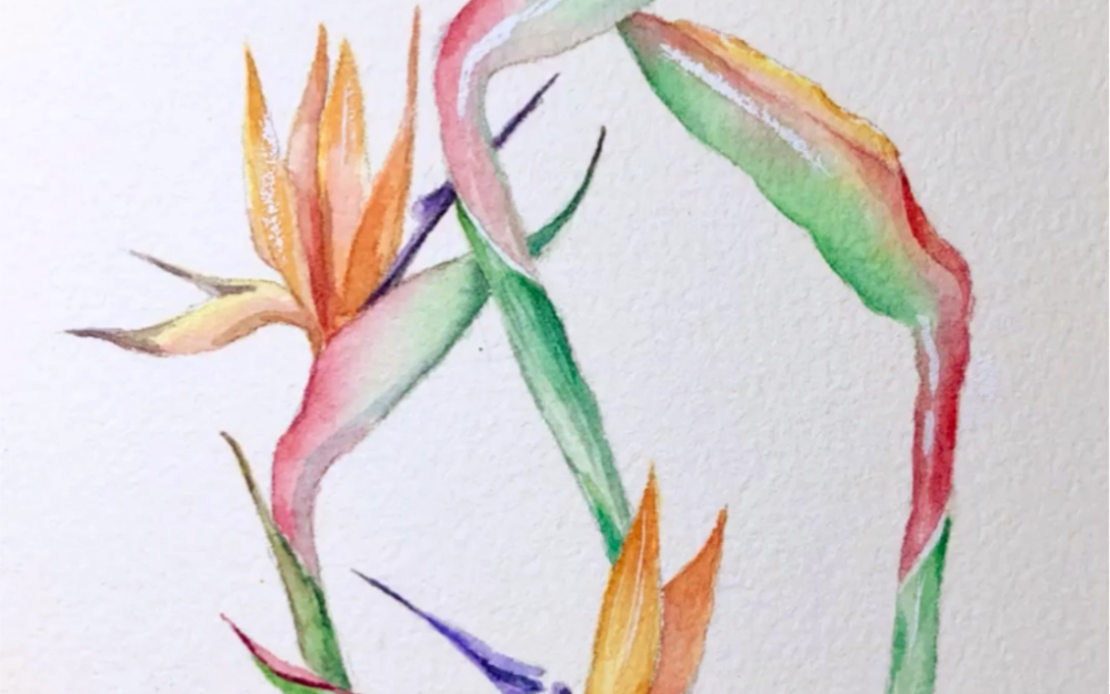 水彩原创|手绘花卉鹤望兰