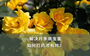 Download Video: 【海妈园艺课堂】解决月季病虫害 如何打药才有效？