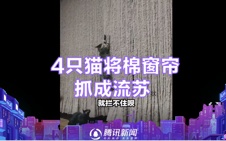 4只猫2年将棉窗帘抓成流苏状,主人:拦不住就不管了,现在觉得挺好看的哔哩哔哩bilibili