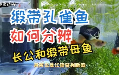 缎带孔雀鱼还分长公和缎带母鱼?如何分辨它们哔哩哔哩bilibili