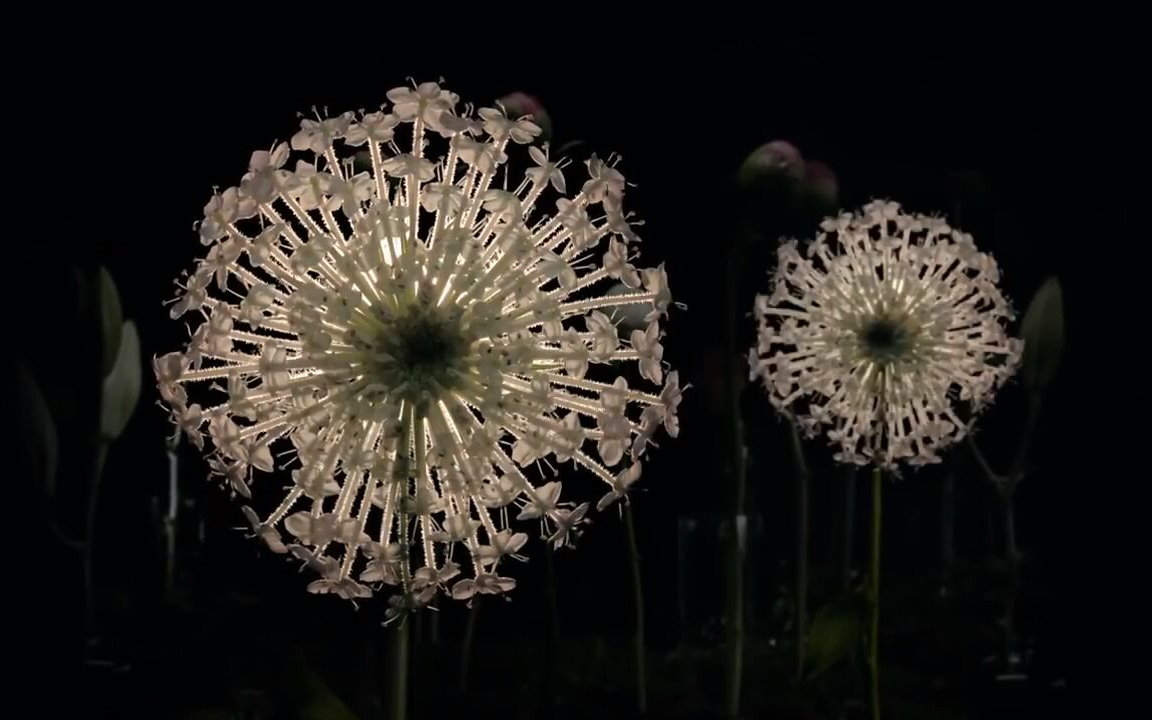 每朵盛开的花，都自带烟花声