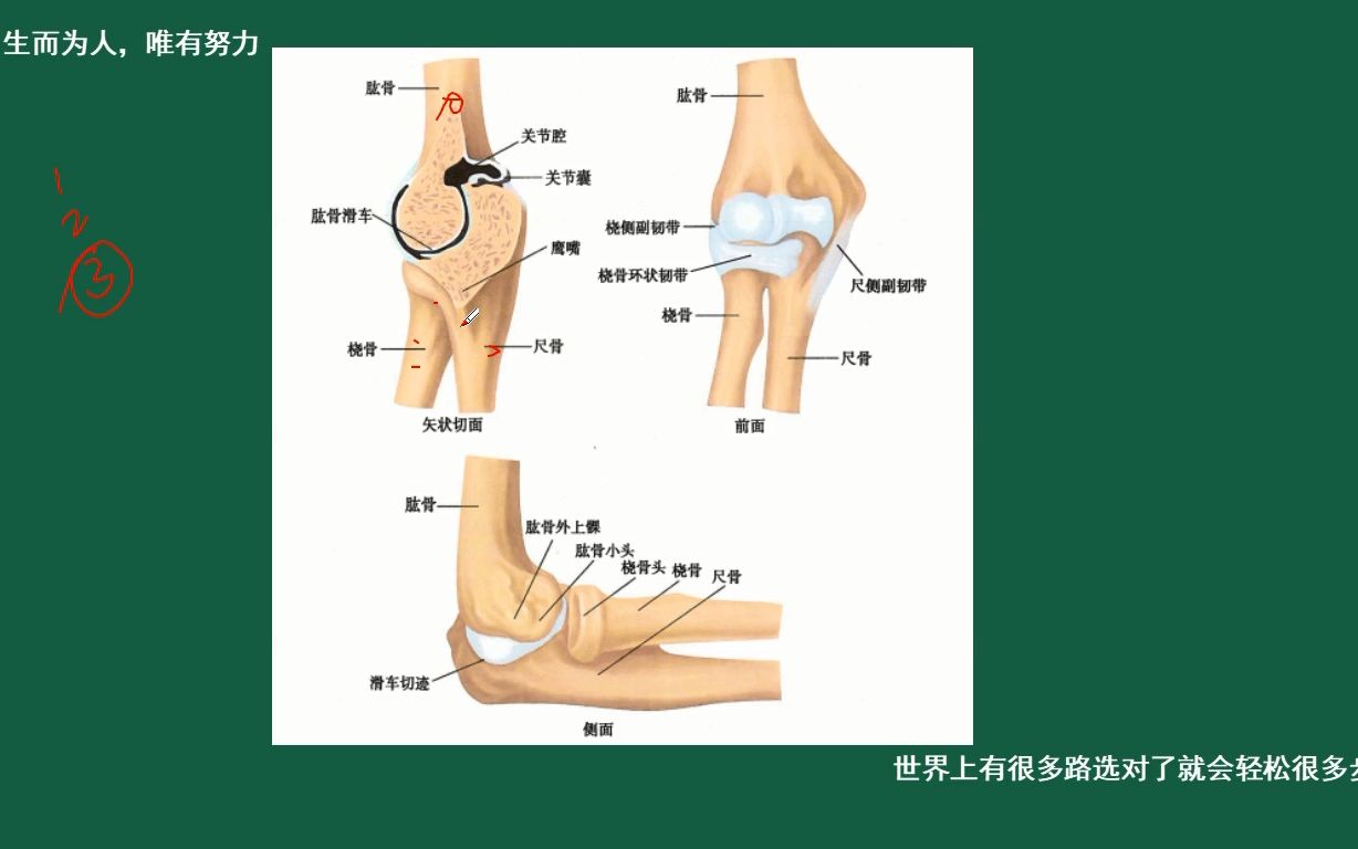 第3集:解剖学运动系统骨学肘关节及其骨结构.哔哩哔哩bilibili