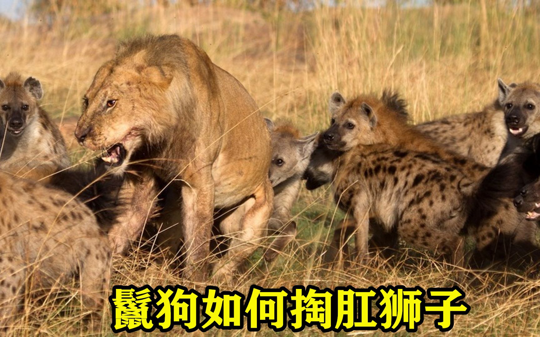 鬣狗如何掏肛狮子,非洲草原上的二哥居然干趴了大哥 #狮子 #老虎