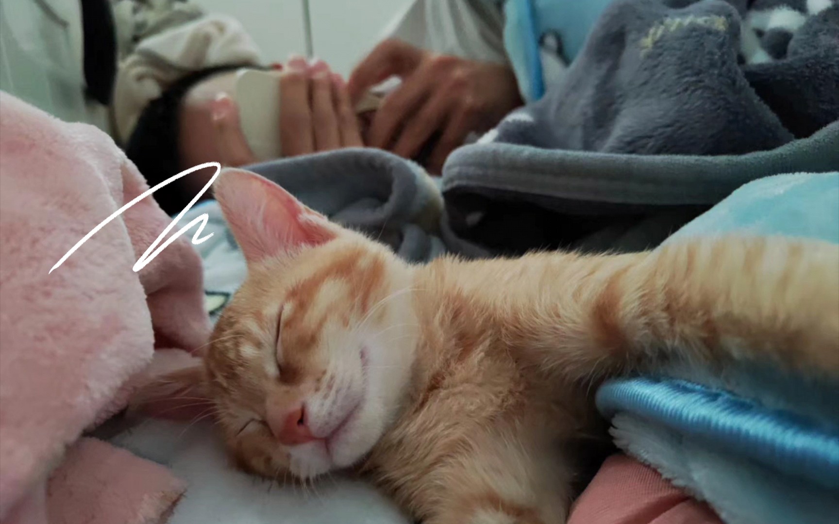 小橘猫的各种可爱睡姿,好像睡懒觉的我