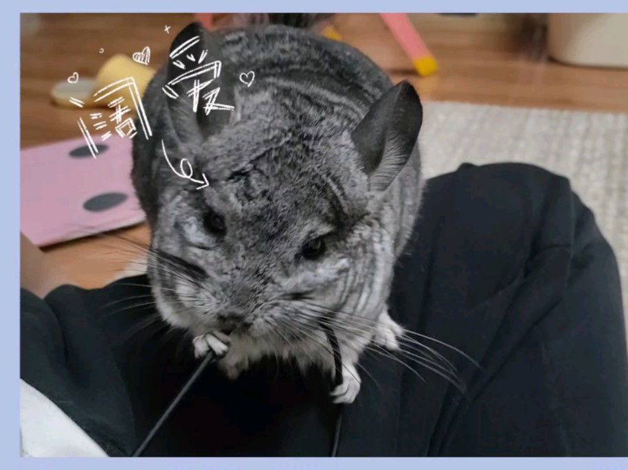 蛋总最近很乖 放风也不乱钻.