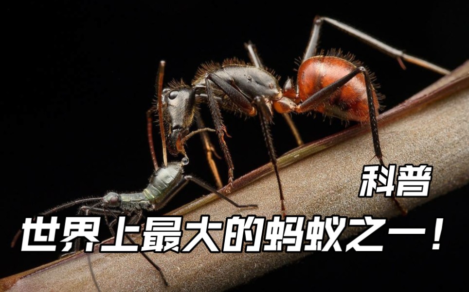 [图]巨人恐蚁Dinomyrmex gigas世界上最大的蚂蚁之一！（科普）