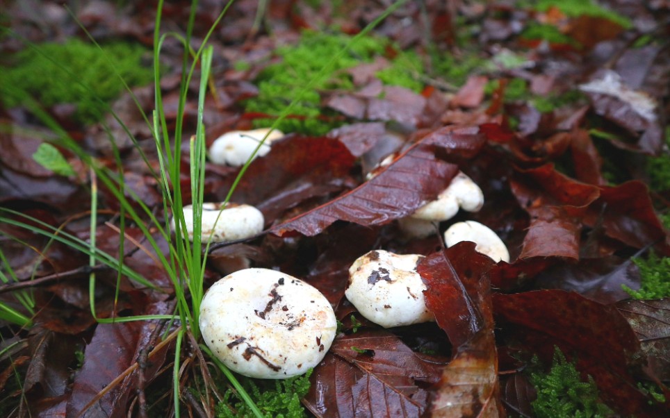 阿松清早进山树叶中寻宝,奶浆菌扎堆生长,白色的奶浆菌见过吗_哔哩