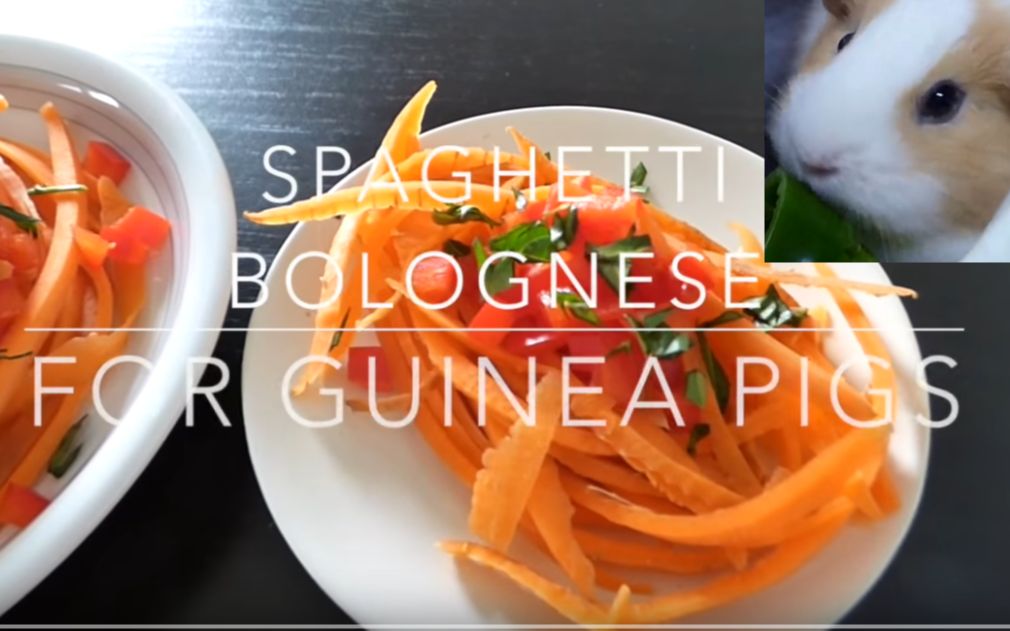 动手为荷兰猪做美食系列之2——意大利面【spaghetti for guinea pigs