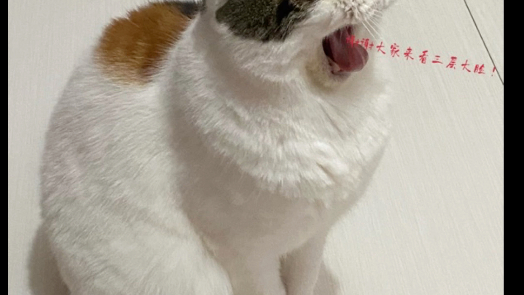 活动作品三层大脸and满脑子浆糊的主人