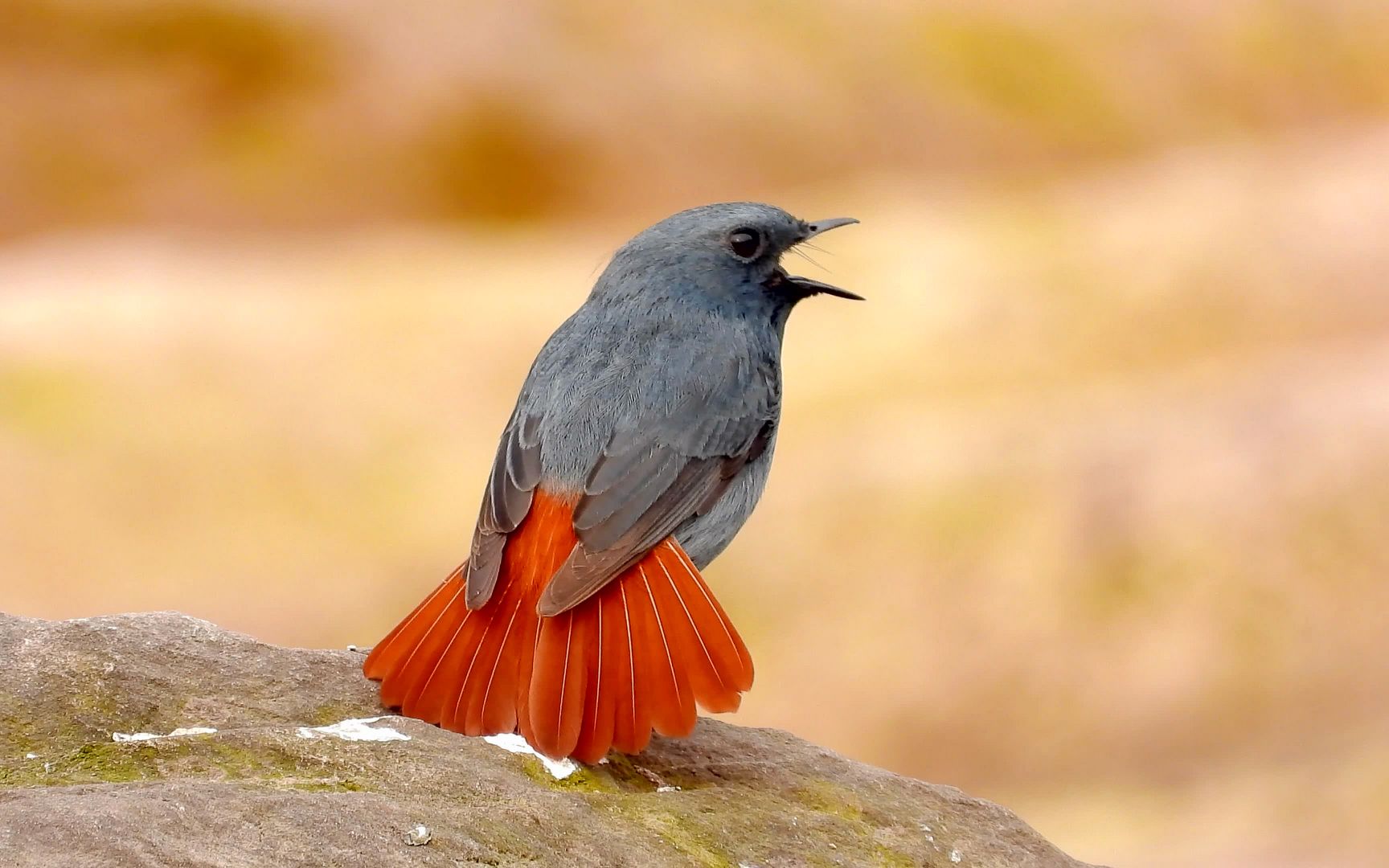 野外实拍红尾水鸲红尾巴散开真漂亮红尾水鸲好听的叫声