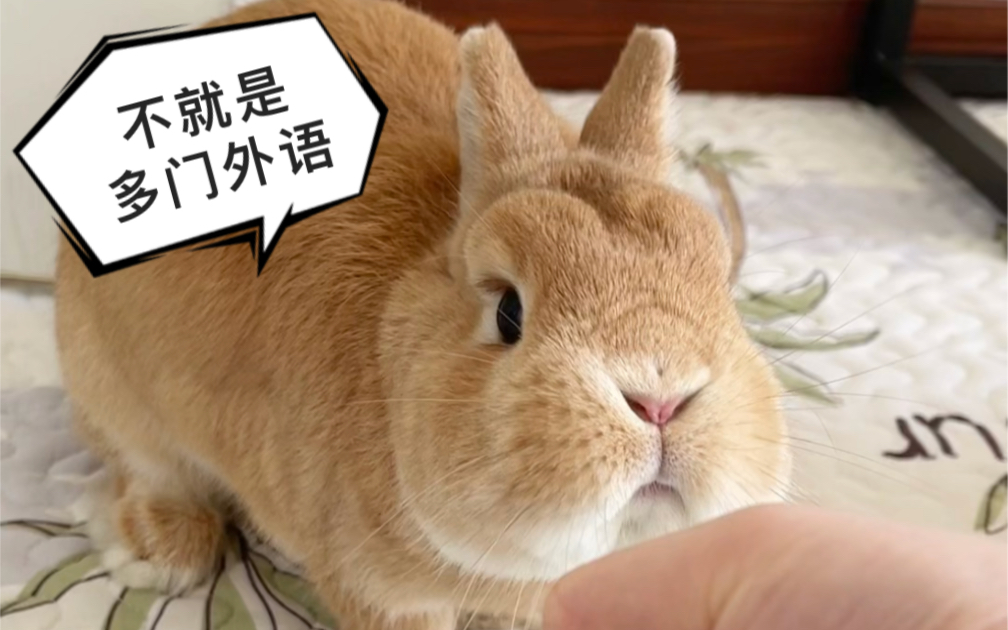 兔兔能听懂人话吗