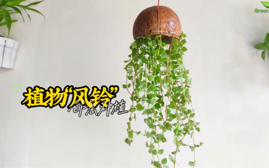 创意种植,植物“风铃”,让你的空间更有特色哔哩哔哩bilibili