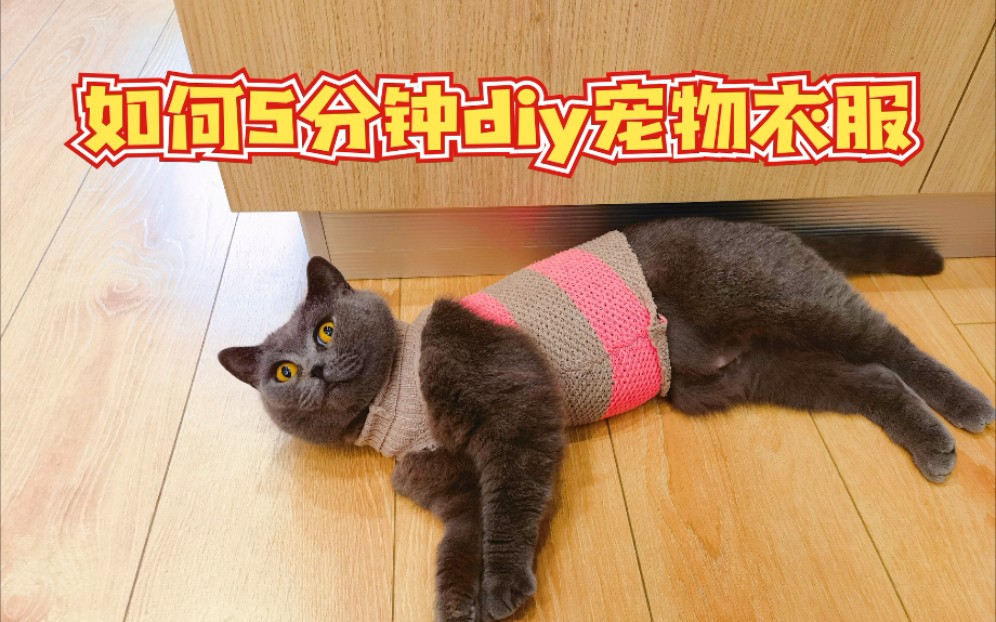 如何5分钟diy宠物衣服,旧毛衣改造猫狗衣服哔哩哔哩bilibili