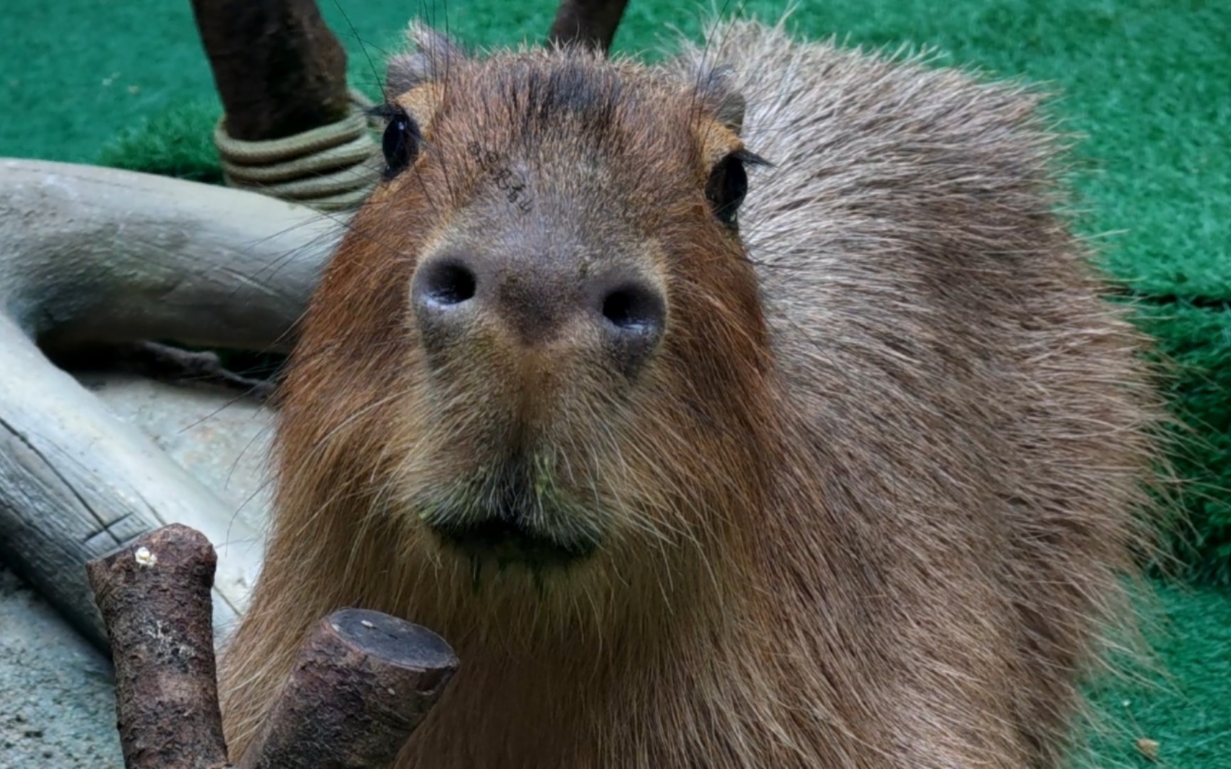 水豚:快看我鼻孔,它能张这么大