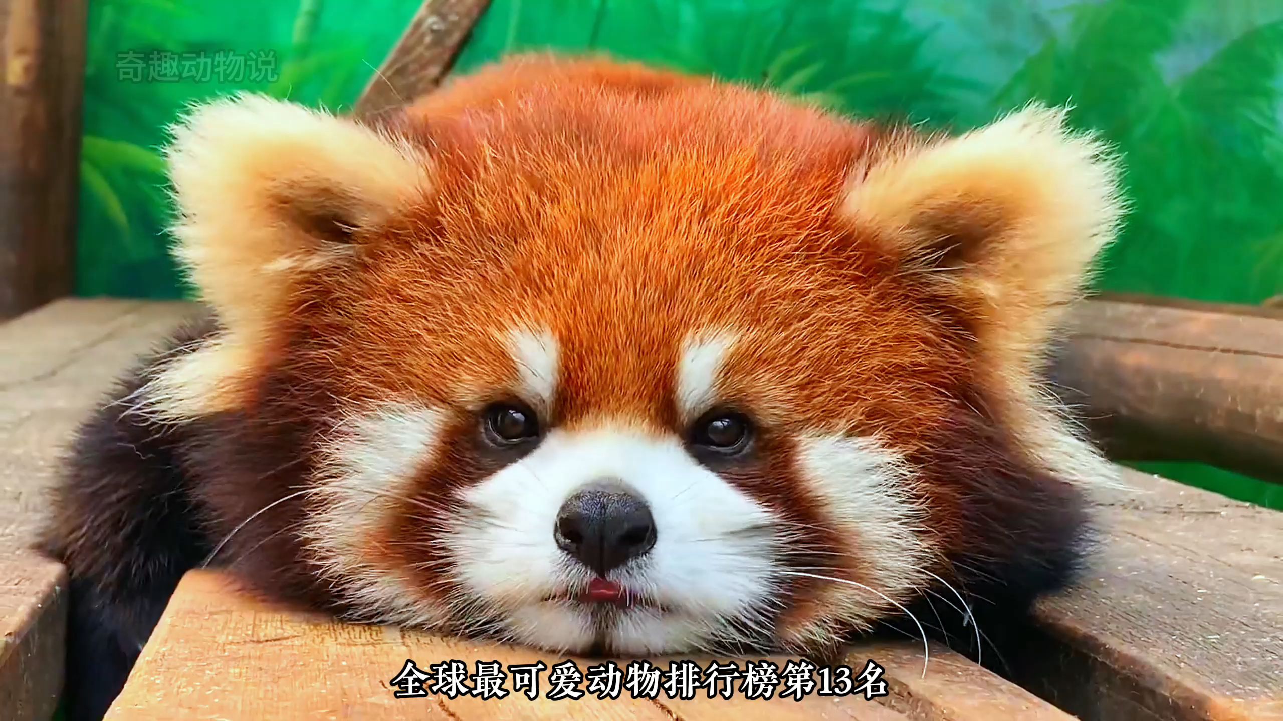 可爱到爆炸的小熊猫,苹果终结者.