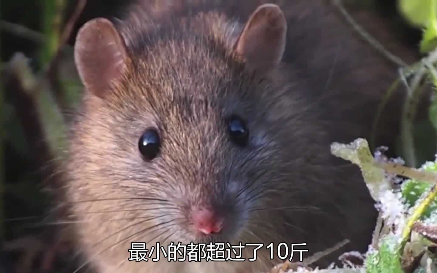 中国老鼠最大有多大图片