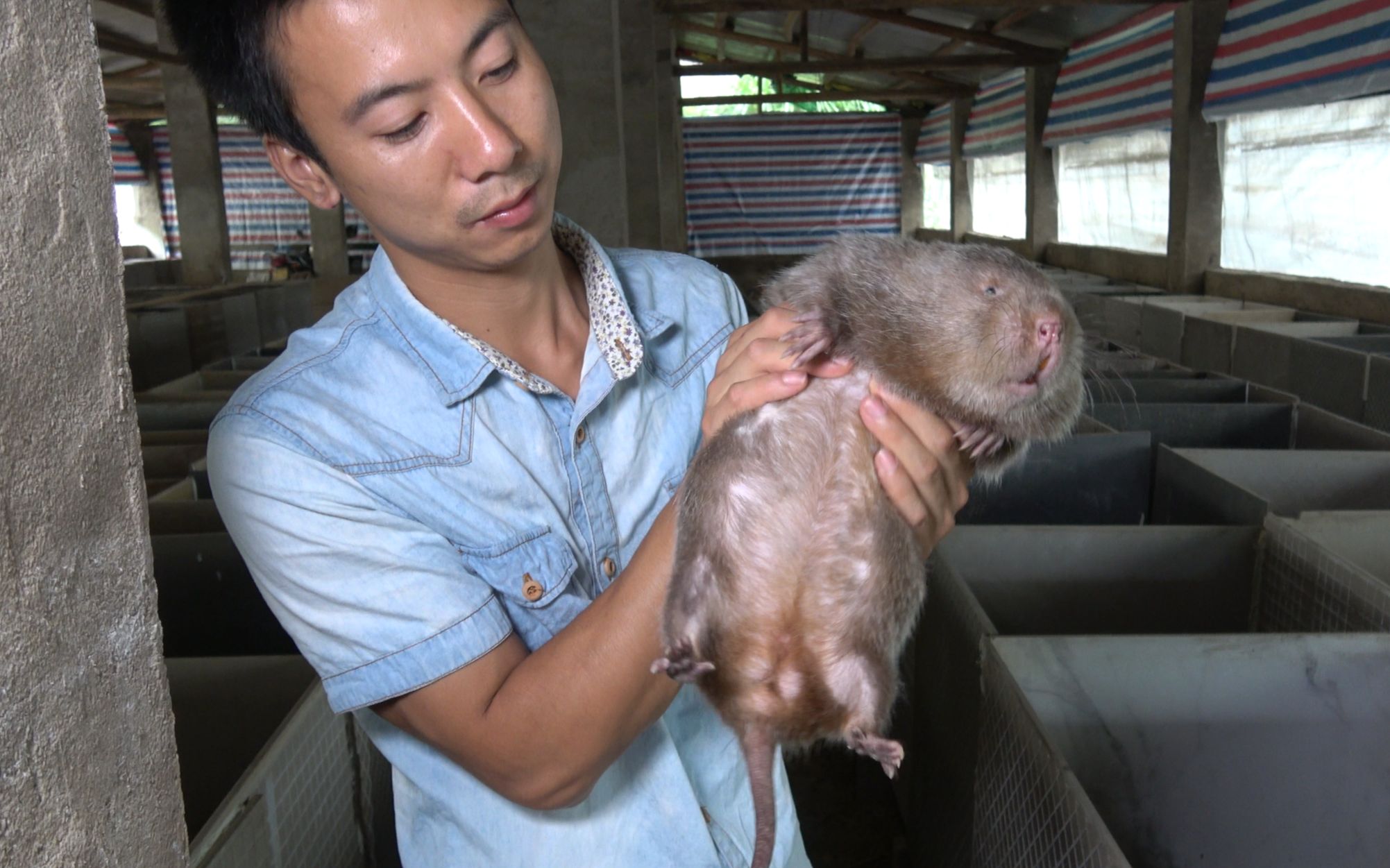 华农兄弟又到竹鼠繁殖的季节检查一下有多少母鼠怀孕的