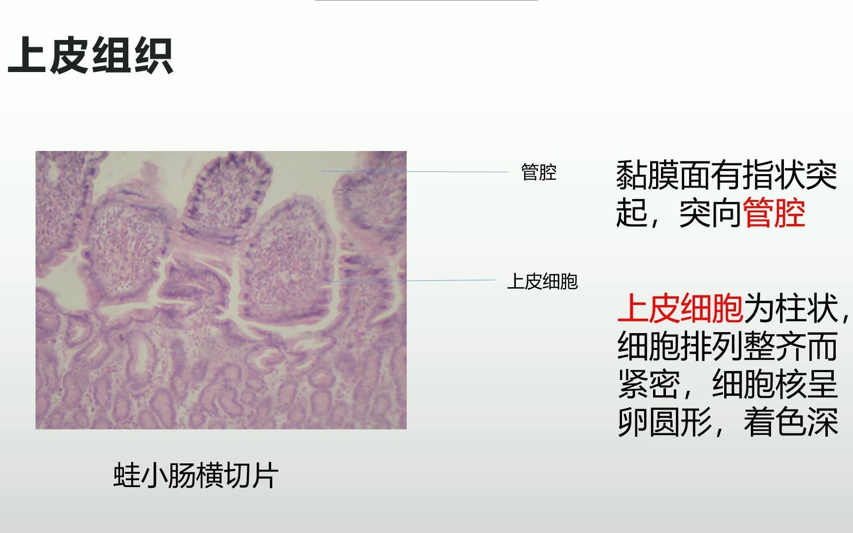 动物基本组织哔哩哔哩bilibili