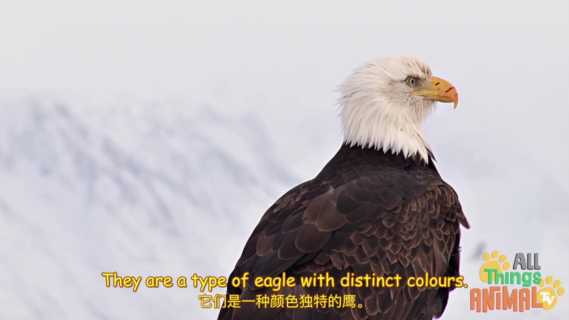 给孩子们的动物科普04:Bald Eagel 秃鹰的故事 Animals for children(中英字幕)