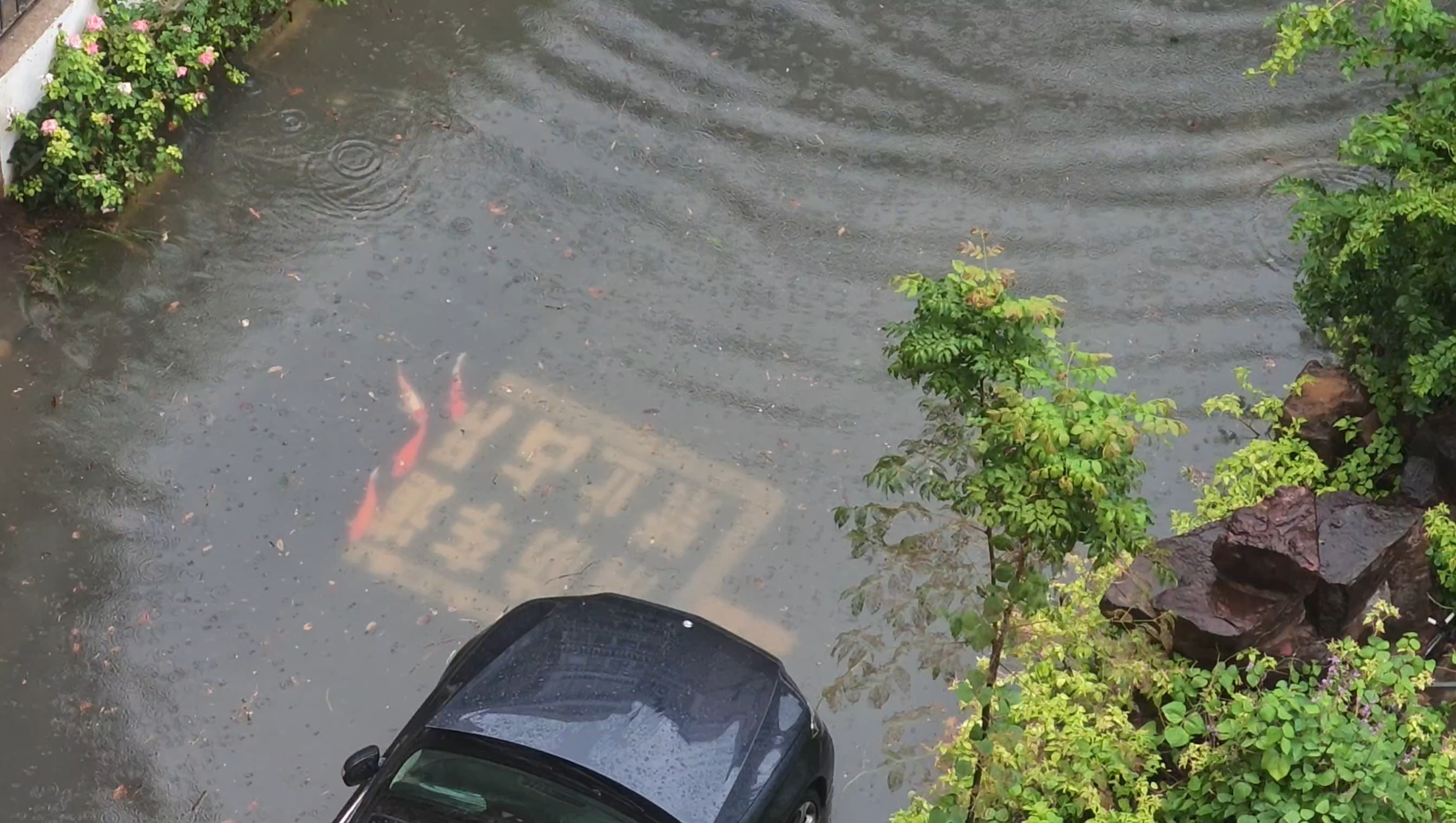 无锡暴雨 ！台风白海豚 ！红锦鲤出动抗洪！