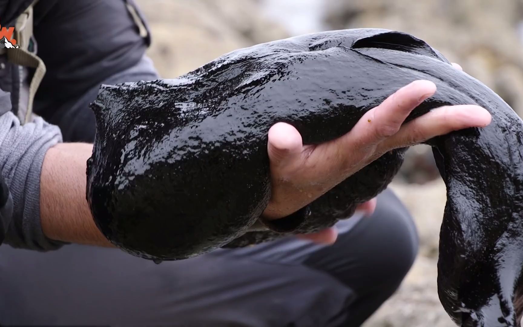its huge! giant black slug!