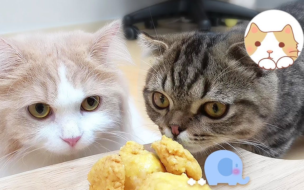 【creamheroes-7只猫和人类】猫咪们的大象点心_哔哩哔哩_bilibili