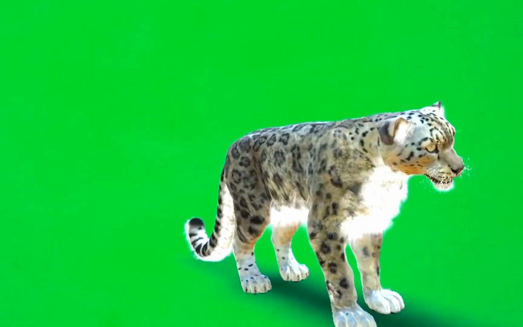 绿幕视频素材雪豹