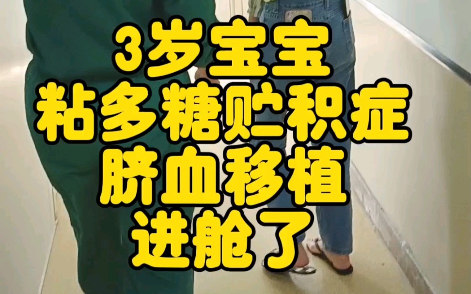 3岁粘多糖贮积症脐血移植进舱了