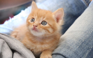 【奶猫】对于拥有宝石蓝眼睛的橘猫宝宝,亲室友奶爸属性全开_哔哩哔哩