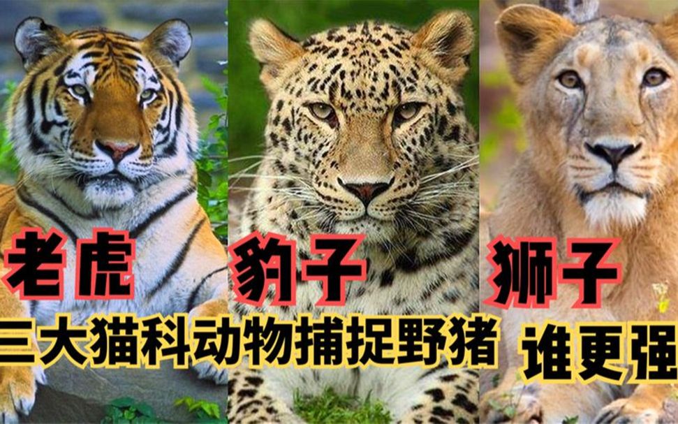 老虎,豹子,狮子三大猫科动物捕捉疣猪,谁更胜一筹