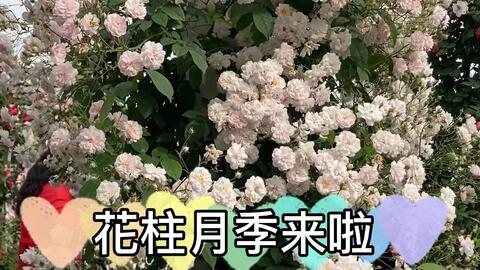 藤本月季花柱修剪 冬季日常修剪 每年修剪 哔哩哔哩