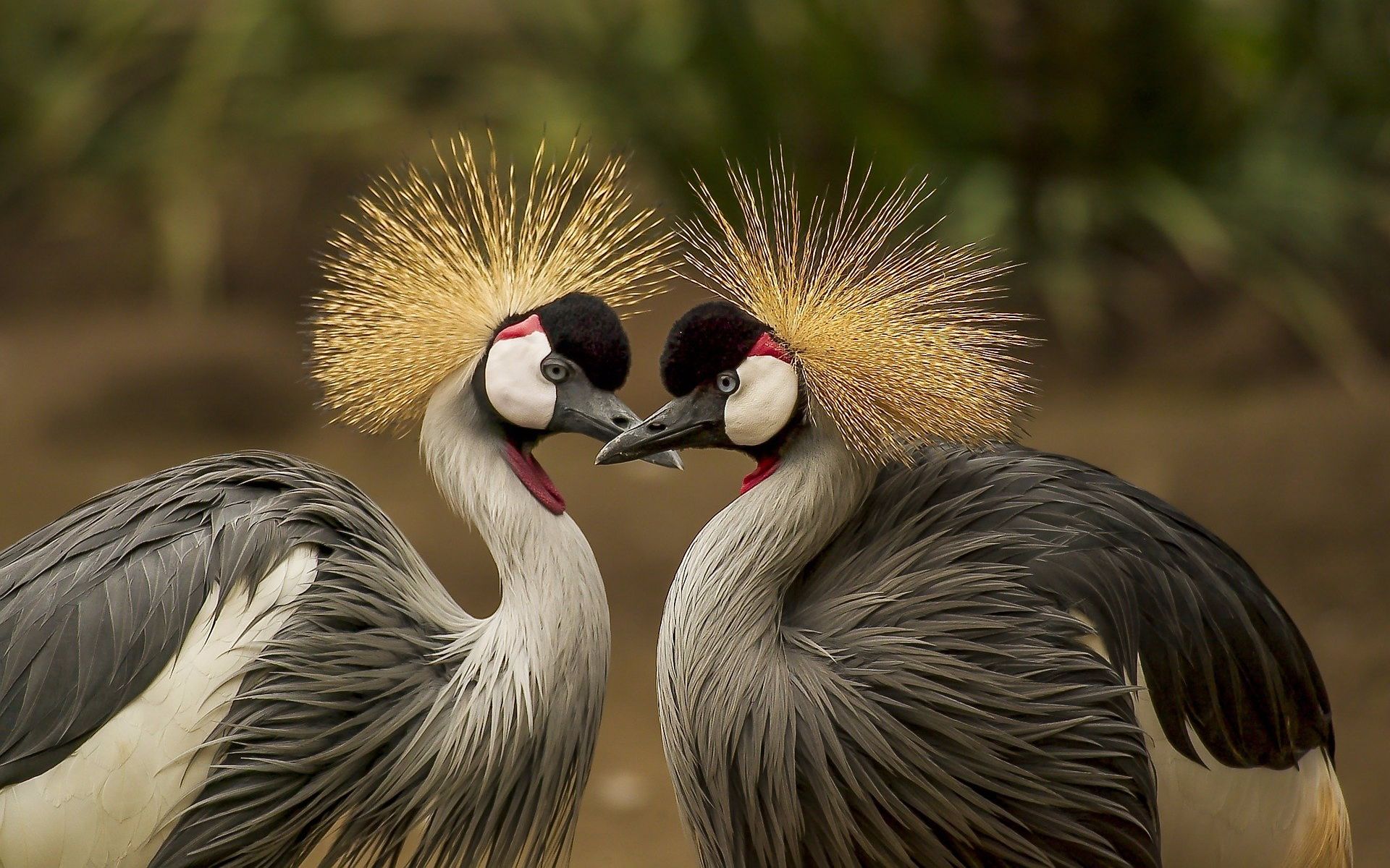 红山森林动物园觅食的东非冕鹤