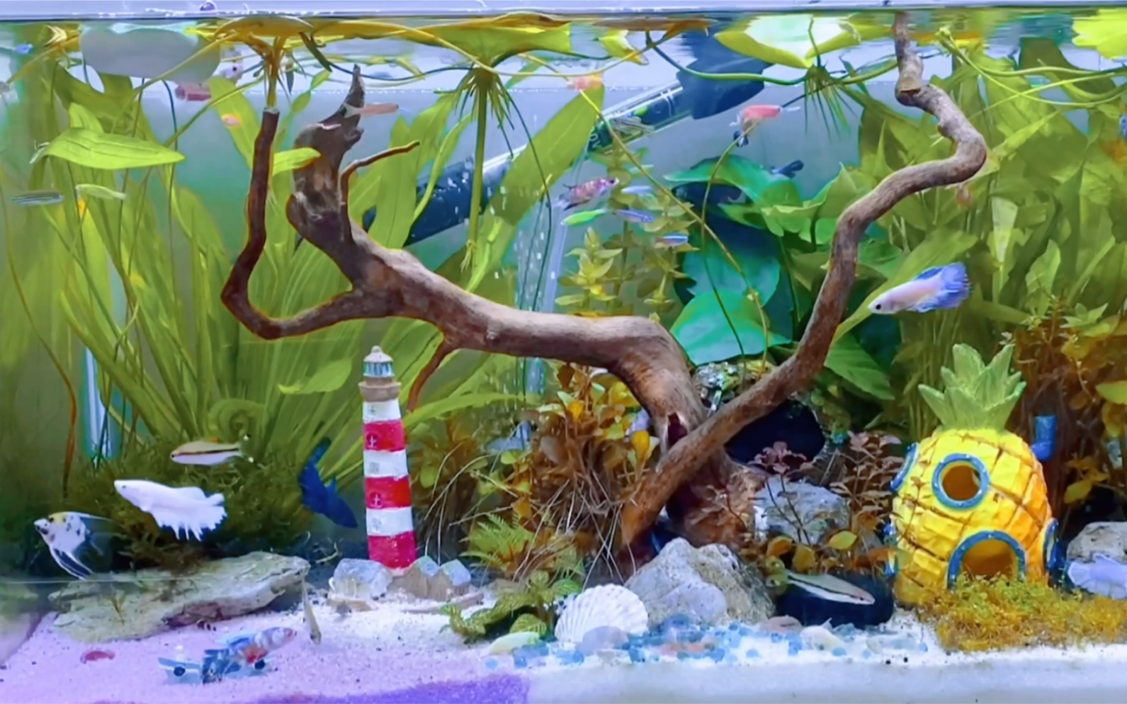 泰国母斗鱼混养 「鱼缸造景新入门」