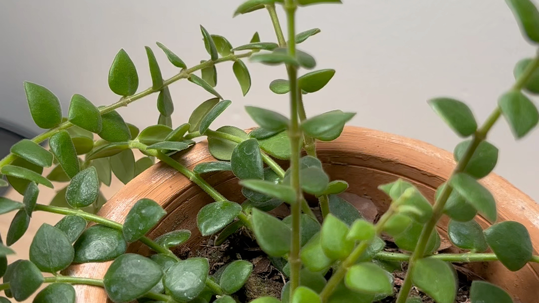 心形小叶子景洪球球兰