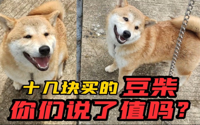 [图]十来块买回来的秋田豆柴犬，结果接回来村里人都觉得我家在养鬼