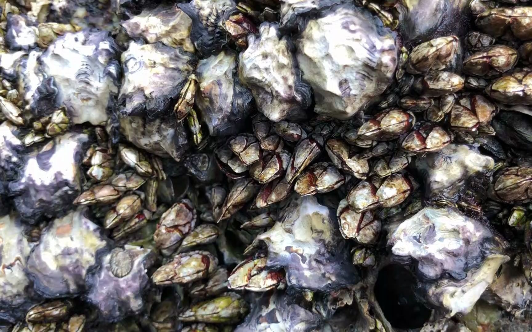 这一窝佛手螺长在礁石上面,个个又大又肥,村大少这次可拔过瘾了_哔哩