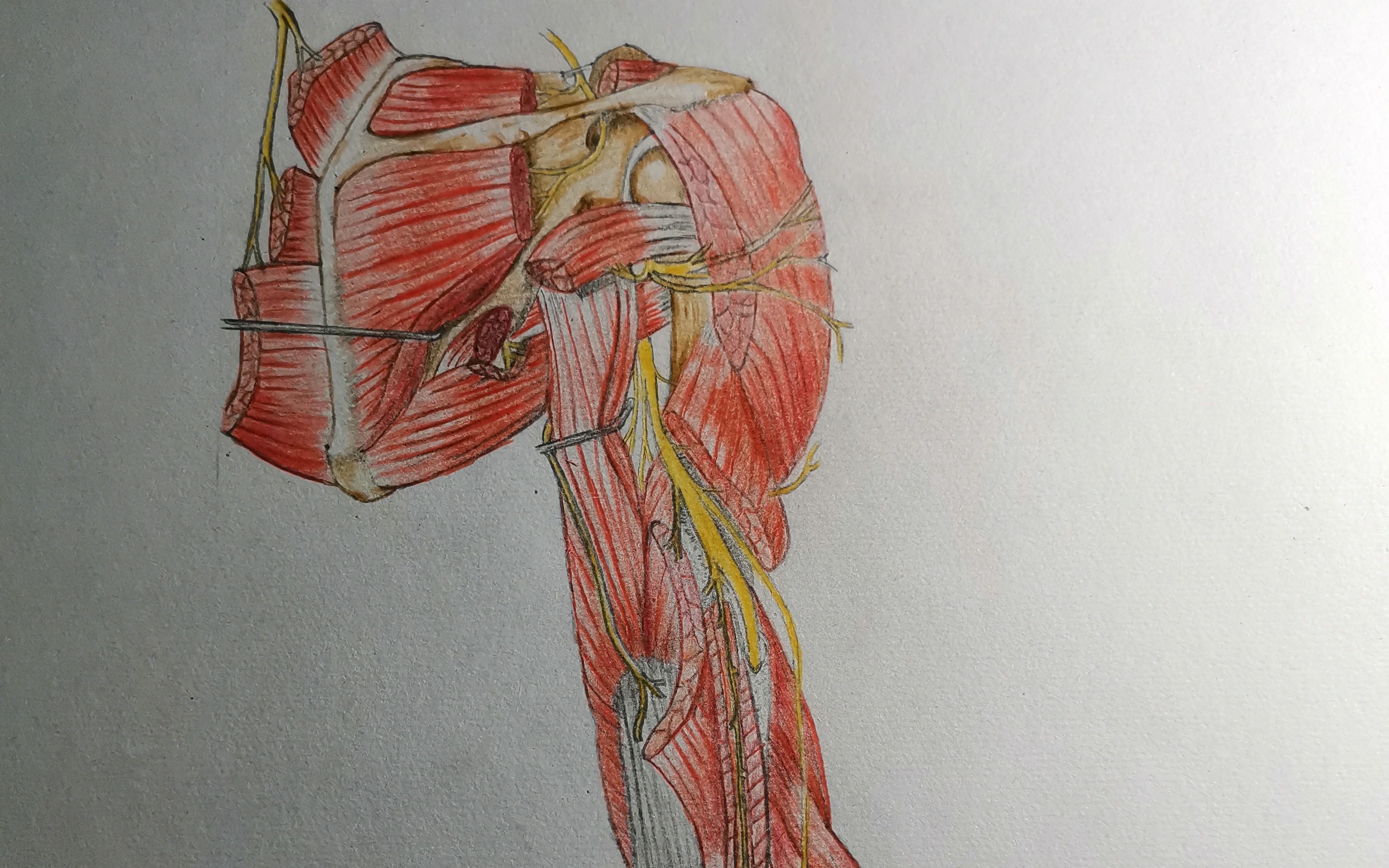 医学绘画——桡神经臂侧