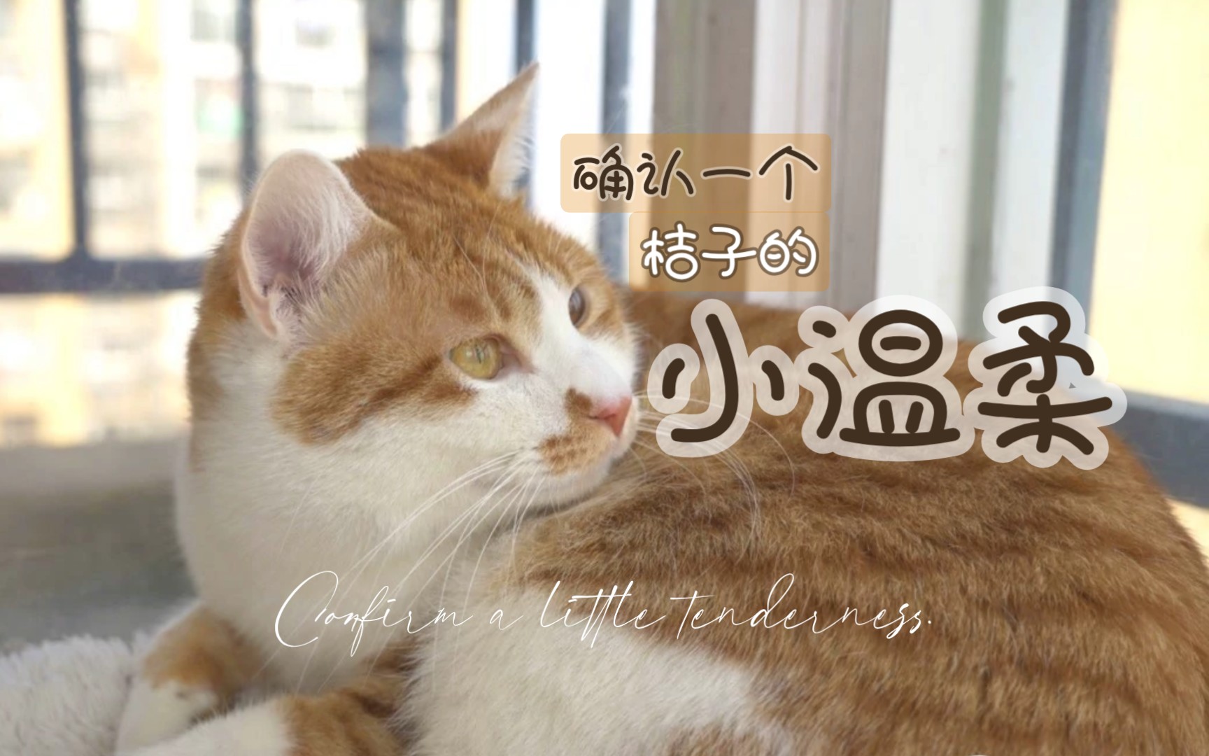 确认一个桔子的小温柔jpg萌猫宝哥哥桔子