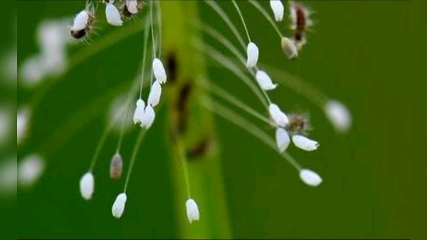 草蛉虫卵图片