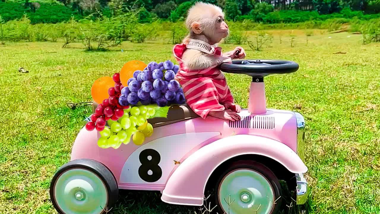 [图]猴猴宝宝开着小车摘橘子