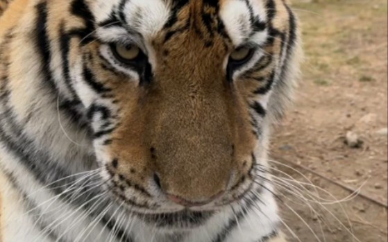 东北虎小虎哥黑龙江牡丹江海林市横道河子东北虎林园11月4日直播录屏