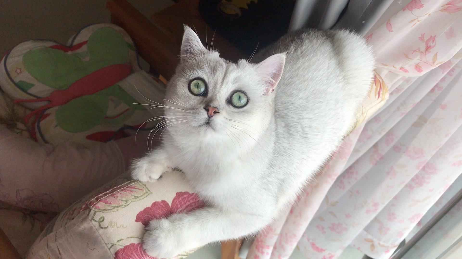 绿瞳银渐层日光浴下舒服煮开水_哔哩哔哩_bilibili