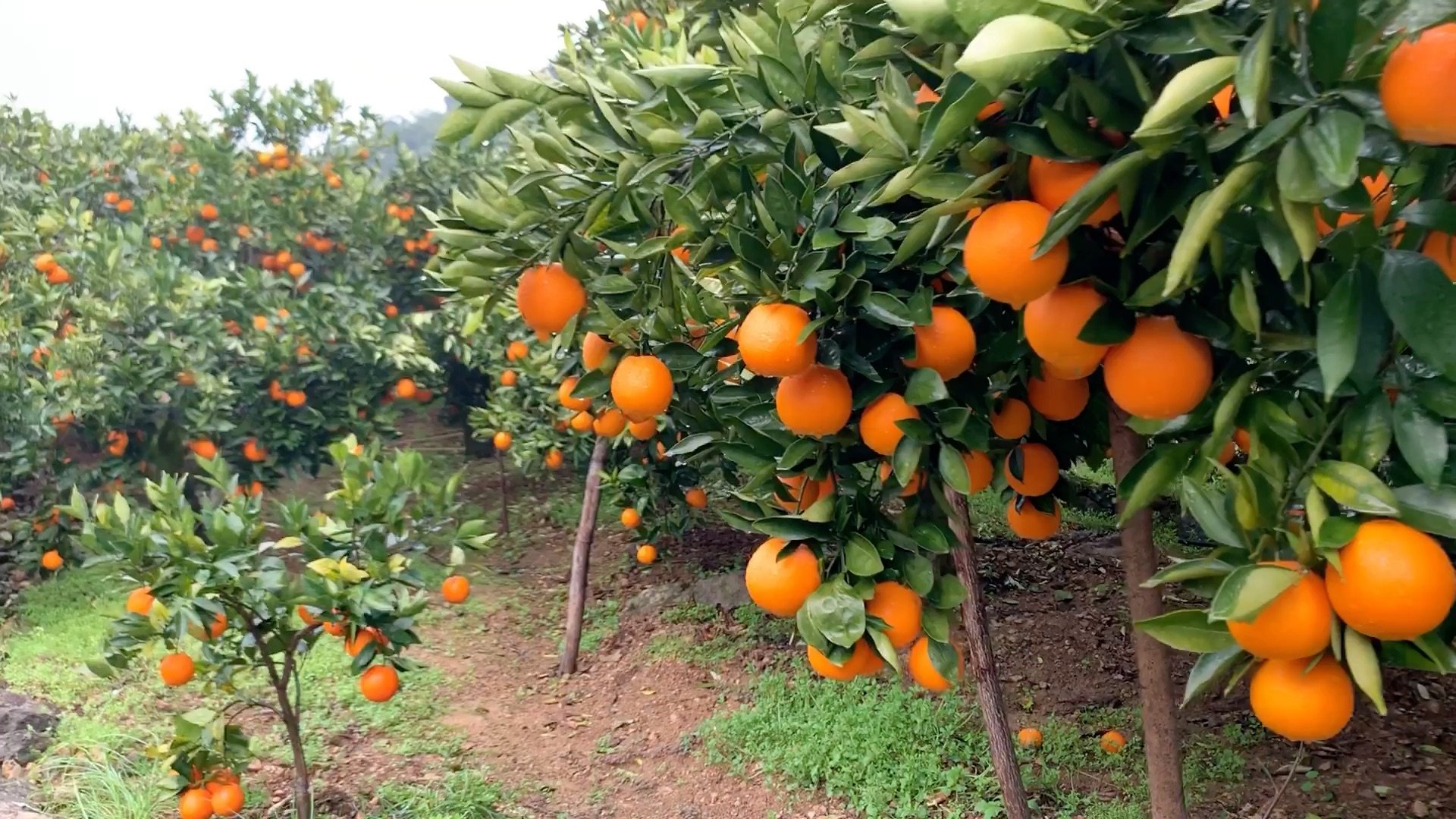 奉节脐橙优质生态基地