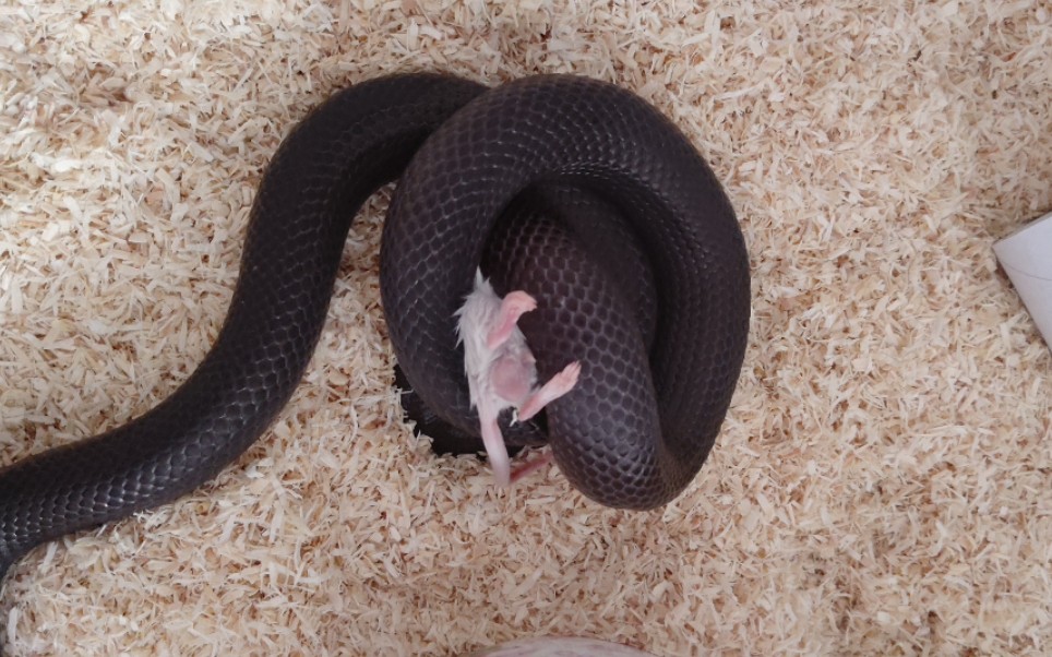 本周喂食278    墨西哥黑王蛇78